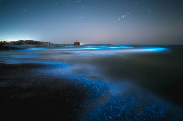 Peut-on trouver une croisière qui propose des excursions pour observer les anémones bioluminescentes?